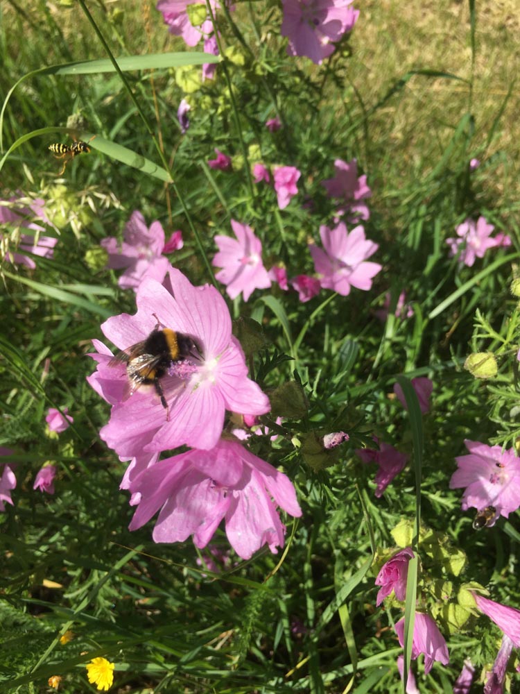 wilder Garten
